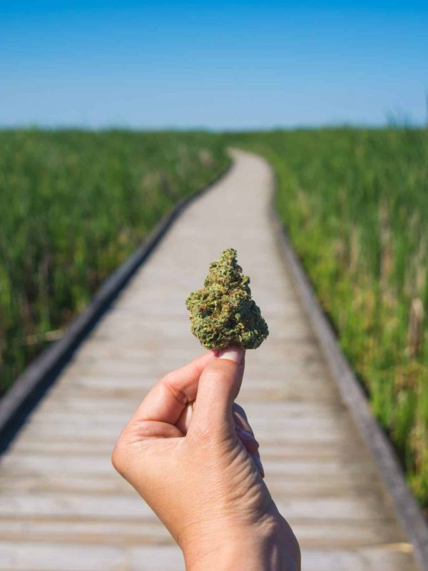 Hand holding cannabis bud agains trail and blue sky landscape