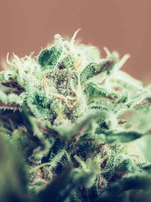 Closeup of Cannabis female plant in flowering phase.