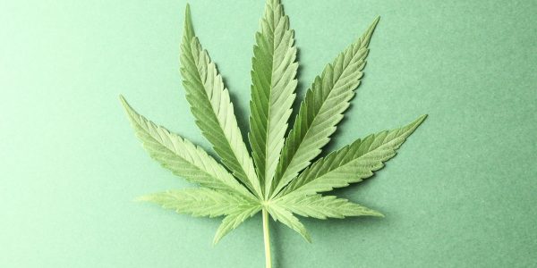 Medical marijuana plant leaf illustrating evaluation and certification process.