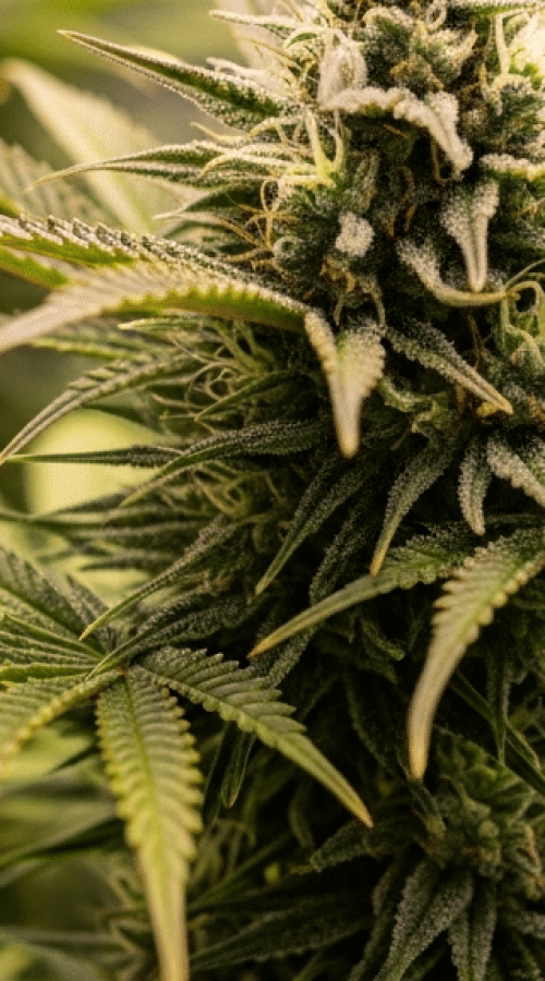 b_generate_imgae_for_m